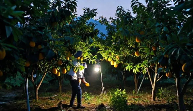 湿度管理在农业技术推广中的检查要点分析