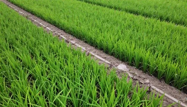 种植技术指导使用误区与适用条件分析