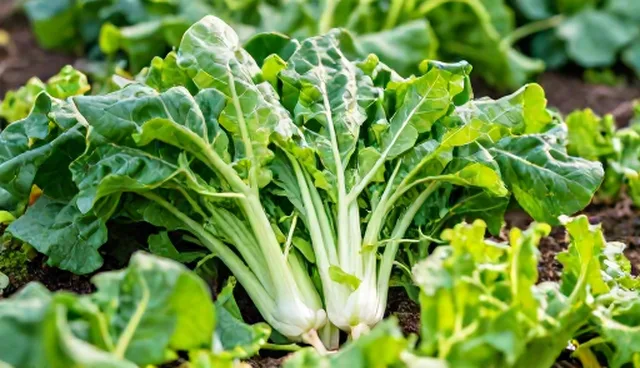 生态蔬菜种植：传统与现代两种做法的对比分析