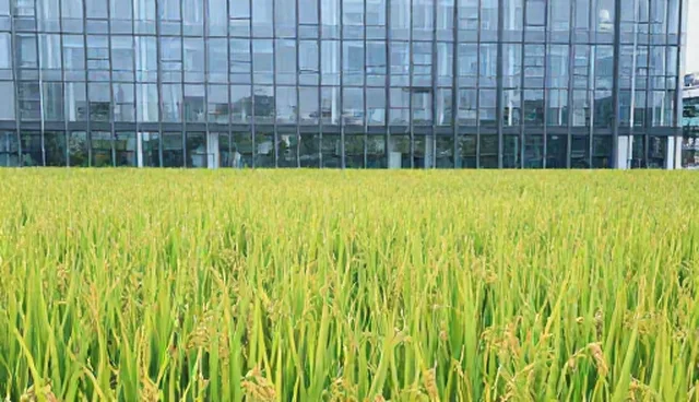 抗虫水稻种选型关注点及适用情况分析