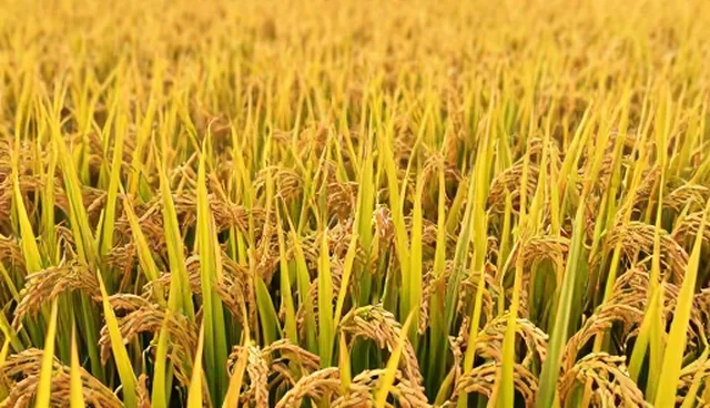 实际环节中的种植技术指导：土壤处理与灌溉管理