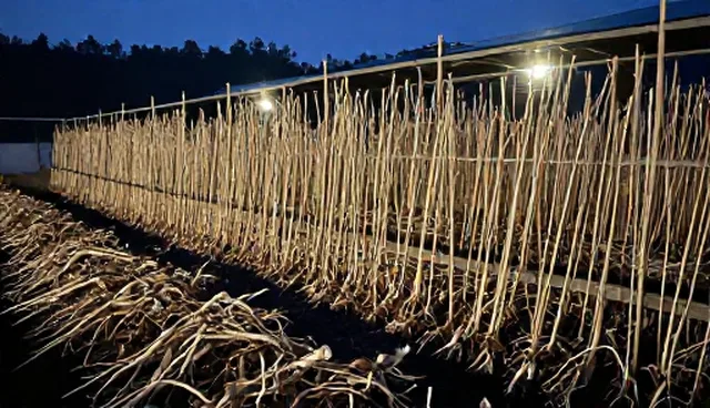 农产品供应中种植管理的性能分析与优化建议