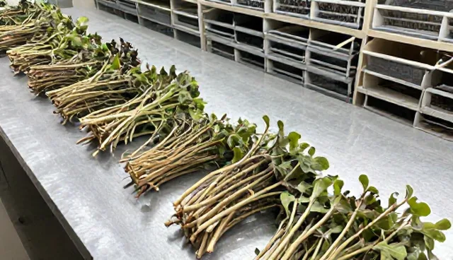 种植技术指导在实际应用中的难点与解决方案
