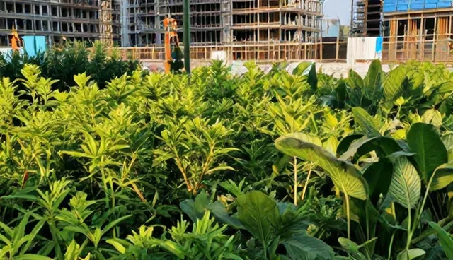 运维：技术开发中的设计优化策略分析