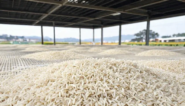 两种种植技术对比：优质大米生产中效率与品质的取舍
