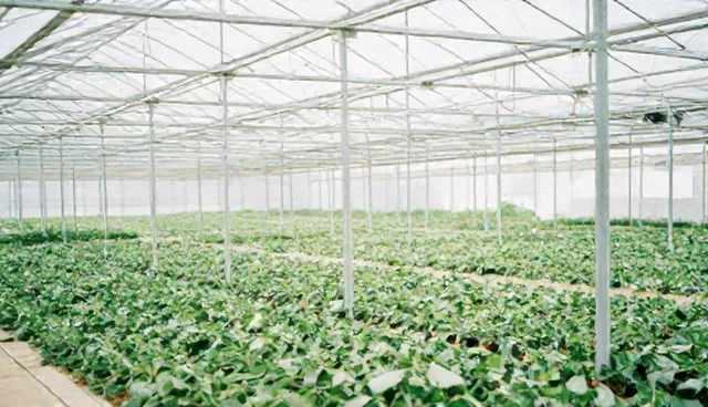 ai提示词交易可以开发票吗？适用场景与限制分析