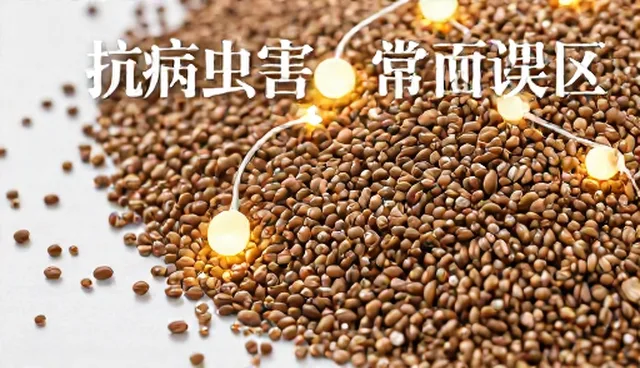 抗病虫害种子选型中的常见误区与处理方法