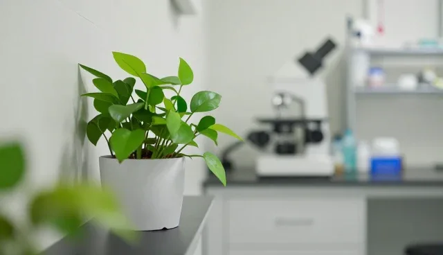 花艺设计：方案设计中的能力建设关键