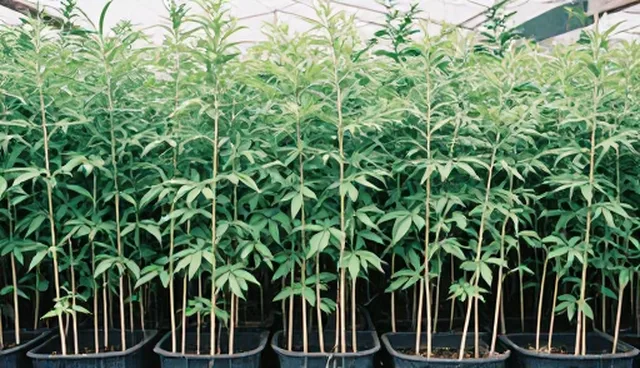 农产品技术应用的适用条件及选择依据