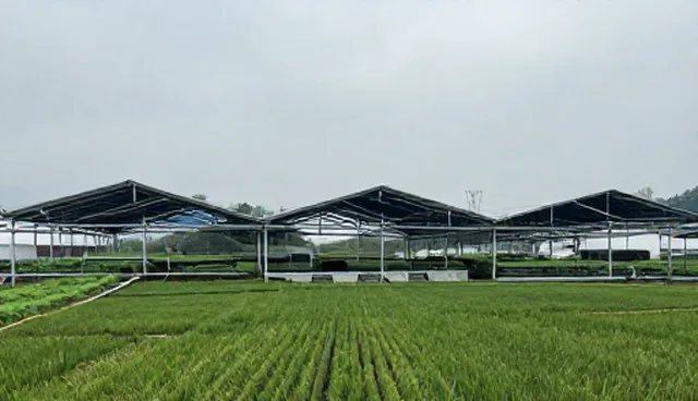 域名配置：高并发访问下的优化策略分析