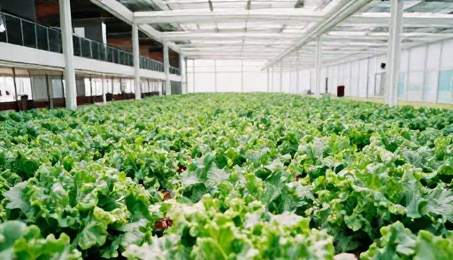 现代农业种植中质量控制的检测技术应用问题