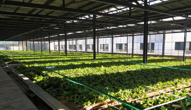 短视频拍摄套餐选型要点及账号管理建议