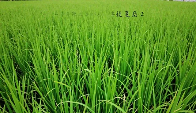 种植技术中技术服务的应用与限制