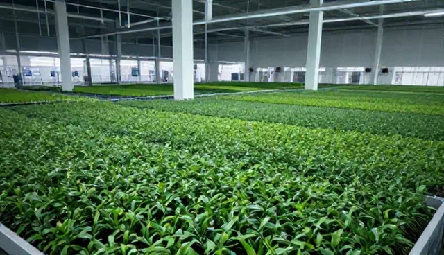 种苗供应不规范如何影响农业技术推广效果