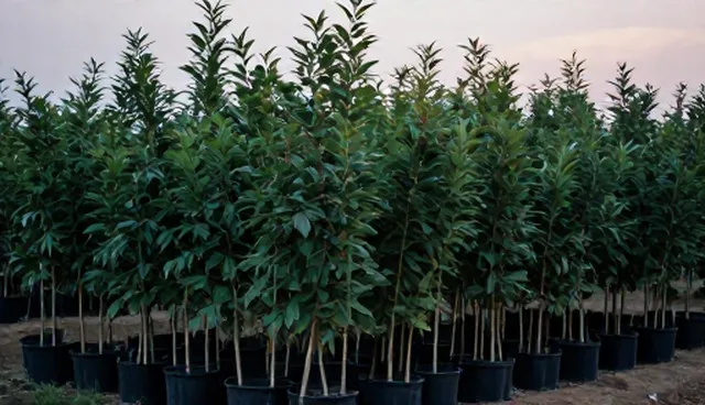 果树苗种植中如何选择合适的农产品？
