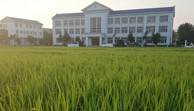 水稻种苗供应：如何提升种植效率与稳定性