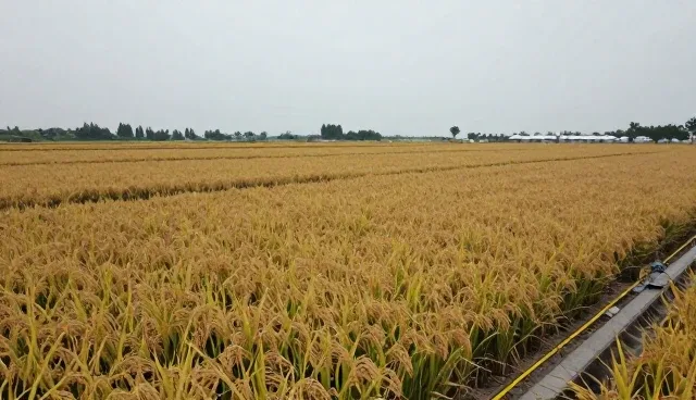 种植技术中优质水稻种苗的检查要点