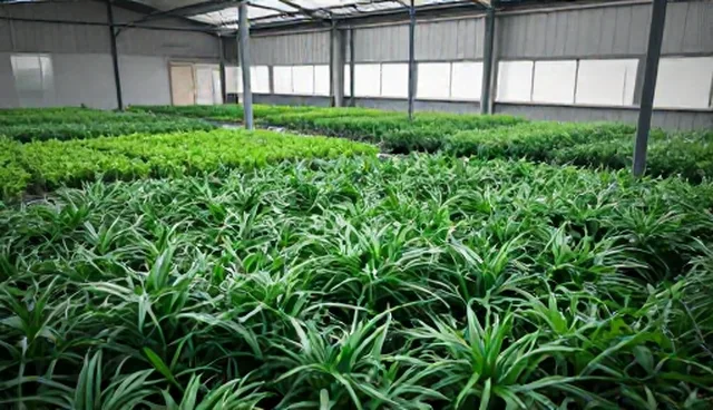 有机种苗供应：性能与适用条件的对比分析