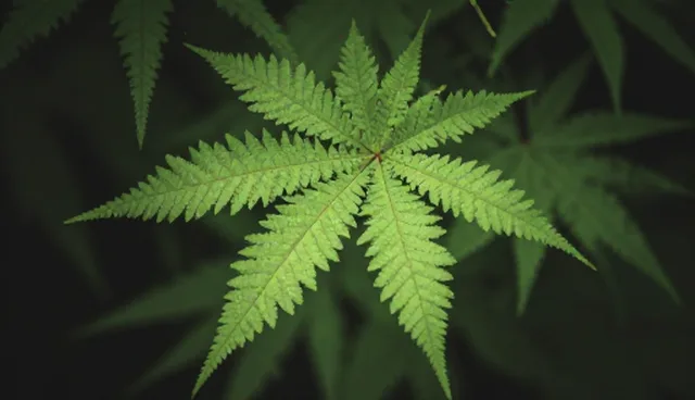企业方案设计中的限制因素与应对策略