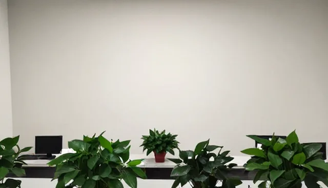 体检流程适用情况与限制分析