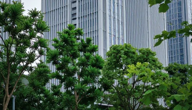 苗木养护技术：如何提升园林景观维护效率
