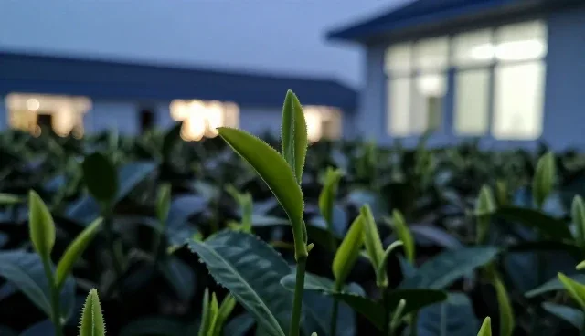 农机在农业技术推广中的适用场景与限制