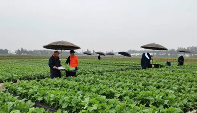 蔬菜种苗选择需关注性能与适用条件