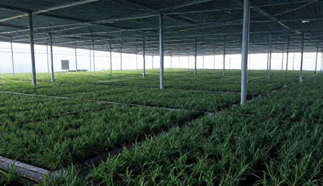 种苗供应不及时如何影响种植效果