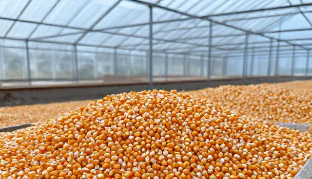 玉米种植中如何有效防治病虫害？