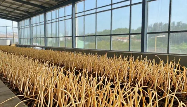 种植技术指导：两种生长周期管理方式的对比与选择