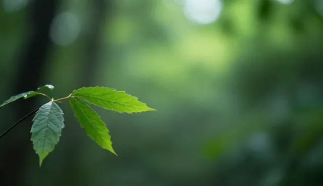 技术咨询方案设计中如何应对客户需求变化？