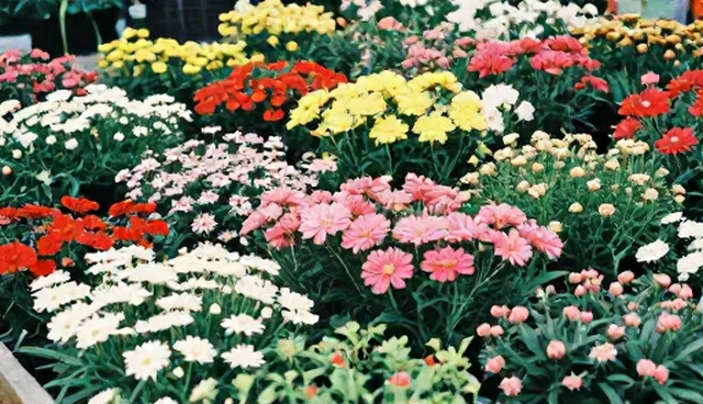 花卉苗木基地合作中的选型关注点检查要点