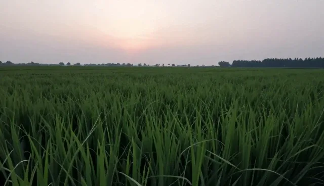 市场变化对基地合作的影响及应对策略
