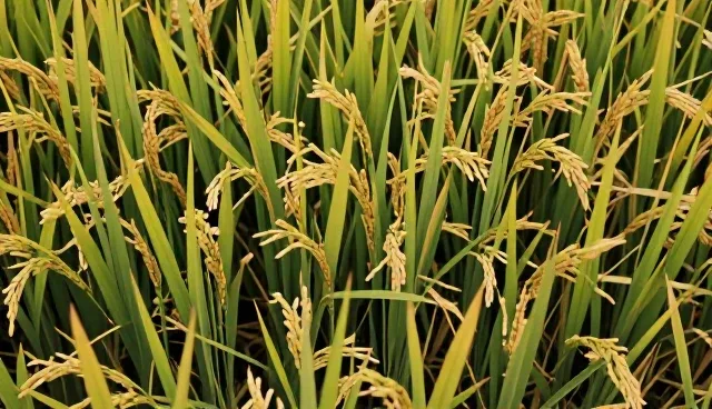 种植条件对比：高产水稻种苗的两种选择与取舍