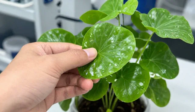 种植技术指导适用情况与限制分析