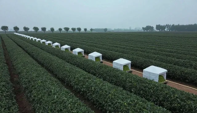 食品销售网络如何应对物流时效影响