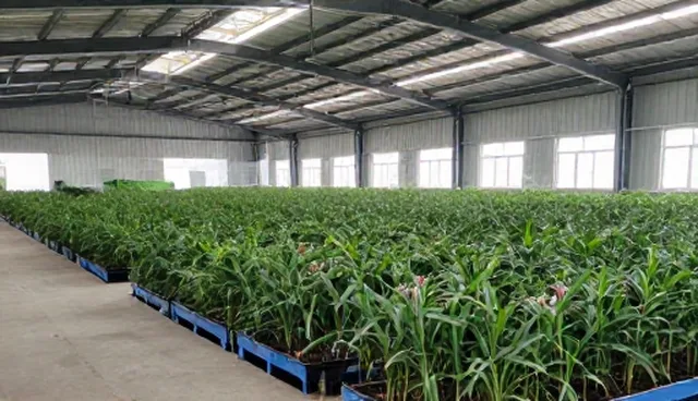 种苗储存条件把控：选型与实际应用的关键环节