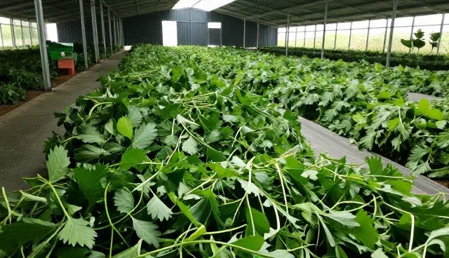 土壤改良：农产品收购等环节的性能与适用条件分析