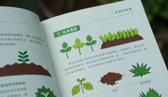 种植技术指导中品种选择对农产品产量的影响