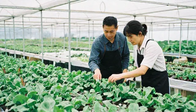 种植成本为何居高不下？如何有效控制？