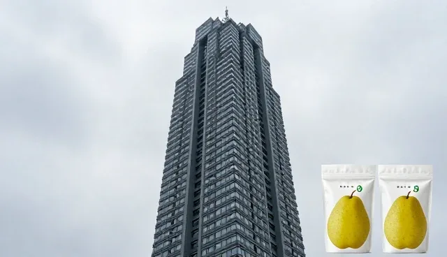 种苗病害影响蜜梨产量的原因分析