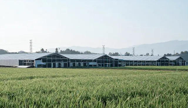 图片处理中取名提示词的生成效果优化策略