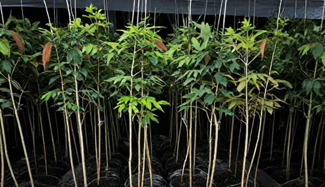 经济型果树苗如何应对土壤贫瘠问题