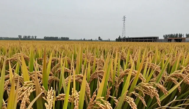 农产品收购过程中如何避免常见风险？