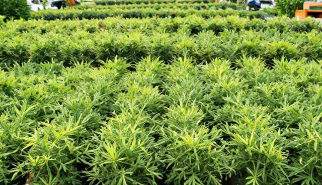 景观绿化苗木选型关注点与适用情况分析