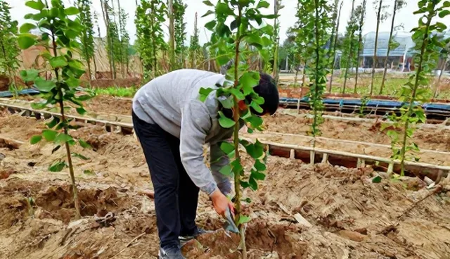 分级包装在种植技术指导中的实际应用问题