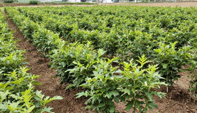 种植技术指导的适用条件及实际应用环节解析