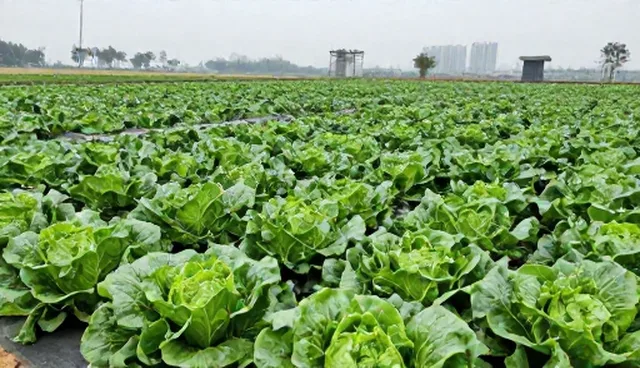 保鲜技术中种植管理的两种做法对比与实际取舍