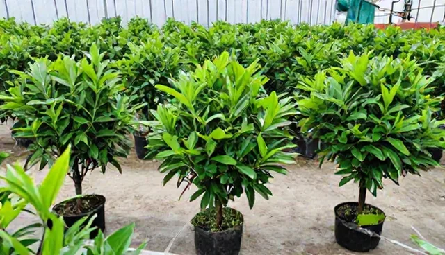 农机服务如何提升园林设计种植成效