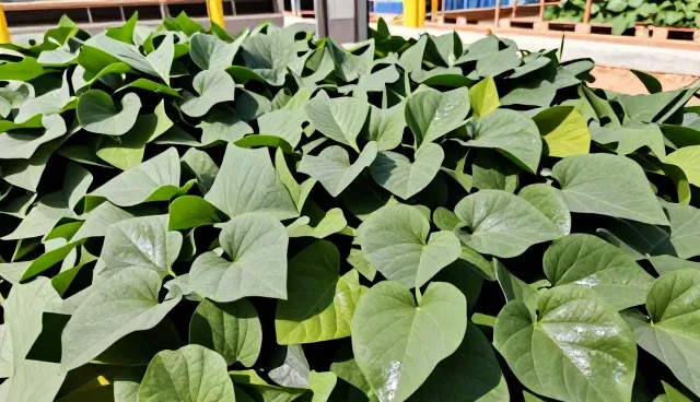 叶面肥使用与维护建议：提升效果的关键策略